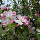 Apfelblüte im Burgenland