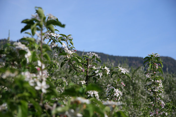 Apfelblüte im Burggrafenamt