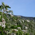 Apfelblüte im Burggrafenamt