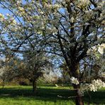 Apfelblüte im Eichtal