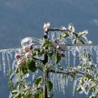 Apfelblüte im Eismantel