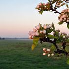 Apfelblüte im ersten Morgenlicht