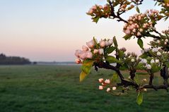 Apfelblüte im ersten Morgenlicht