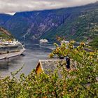 Apfelblüte im Fjord