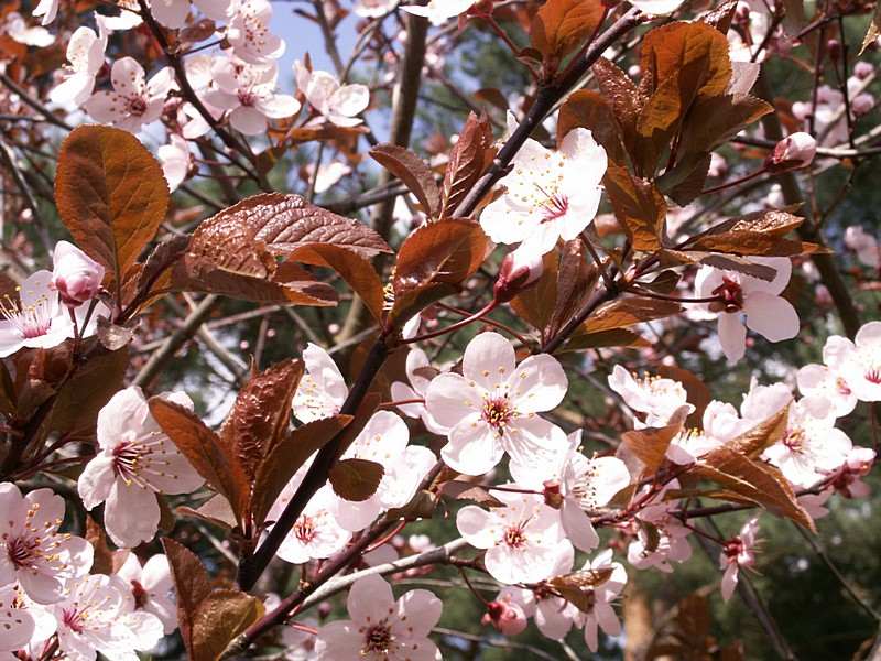 Apfelblüte im Frühjahr