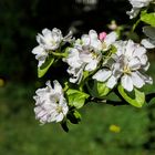 Apfelblüte im Frühling