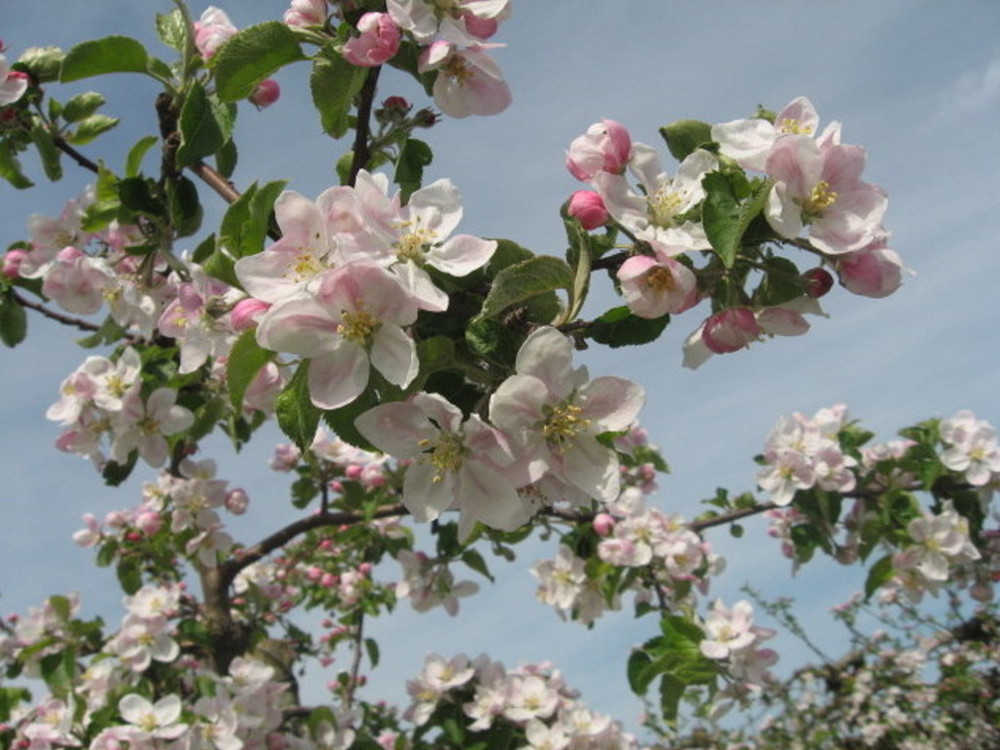 Apfelblüte im Frühling