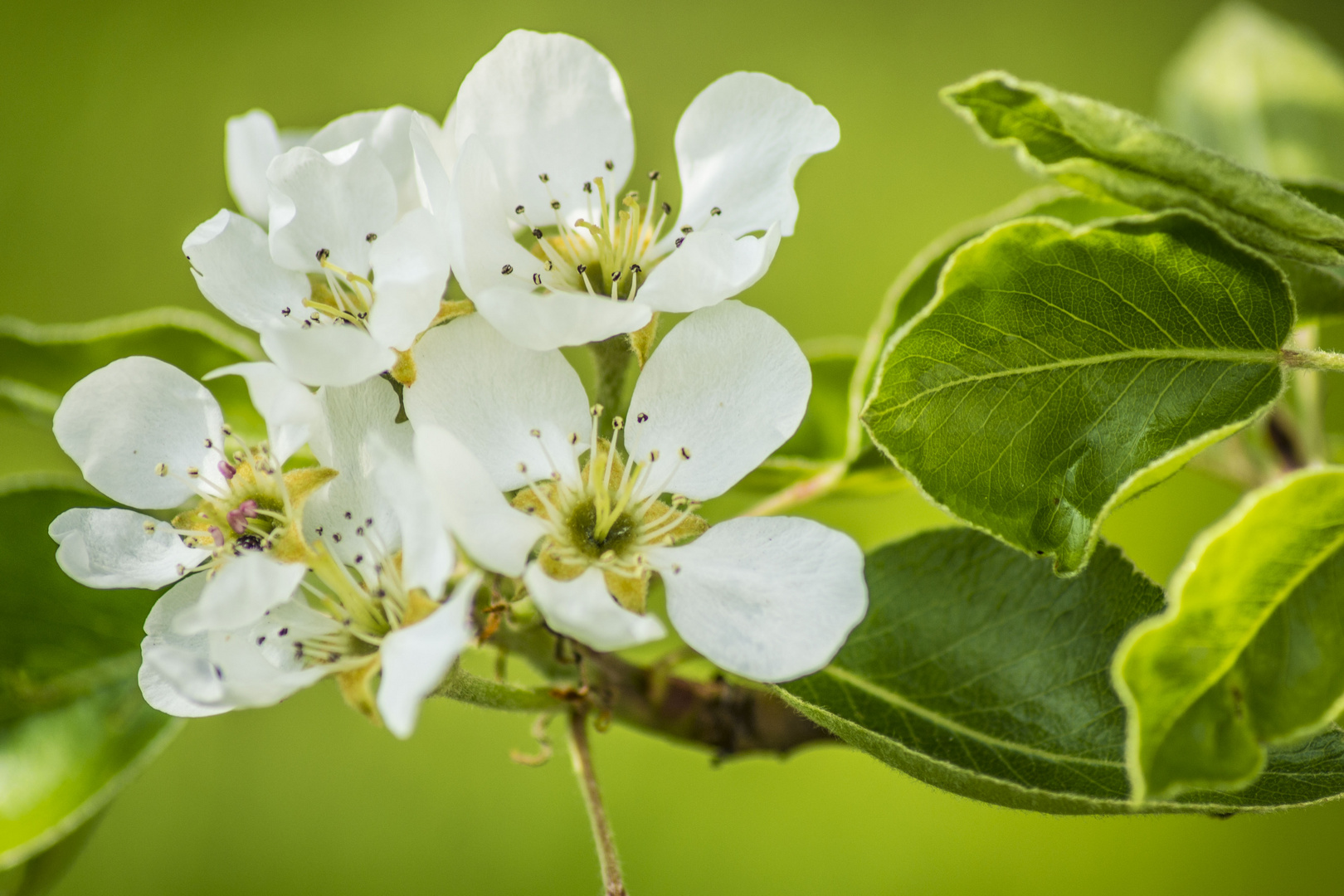 Apfelblüte im Frühling