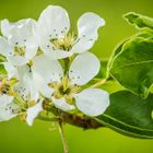 Apfelblüte im Frühling