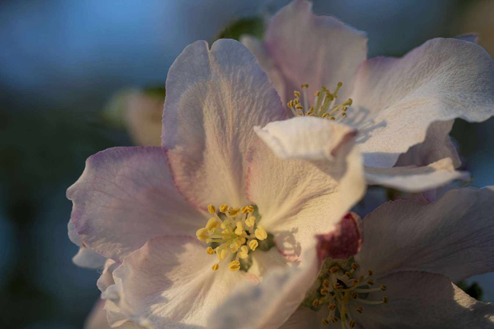 Apfelblüte im Gäu