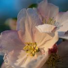 Apfelblüte im Gäu