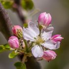 Apfelblüte im Garten 1