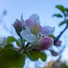 Apfelblüte im Garten 2