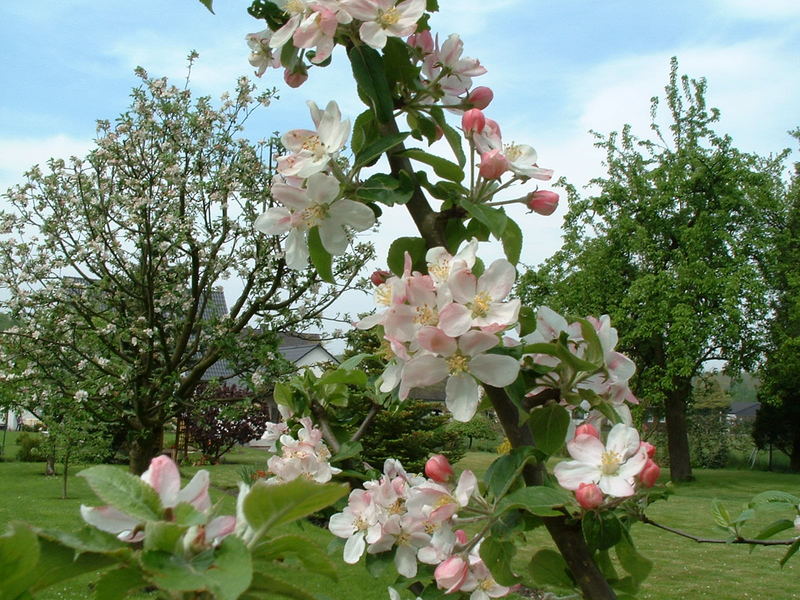 Apfelblüte im Garten