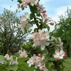 Apfelblüte im Garten