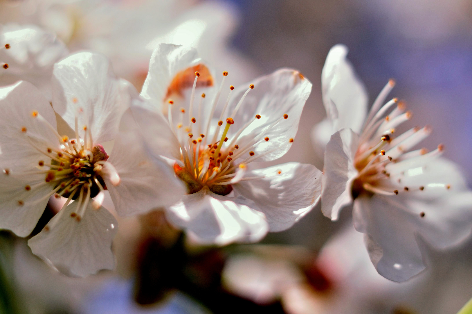 Apfelblüte im Garten