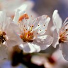 Apfelblüte im Garten