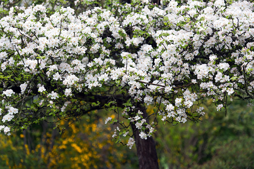 Apfelblüte im Garten