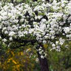 Apfelblüte im Garten