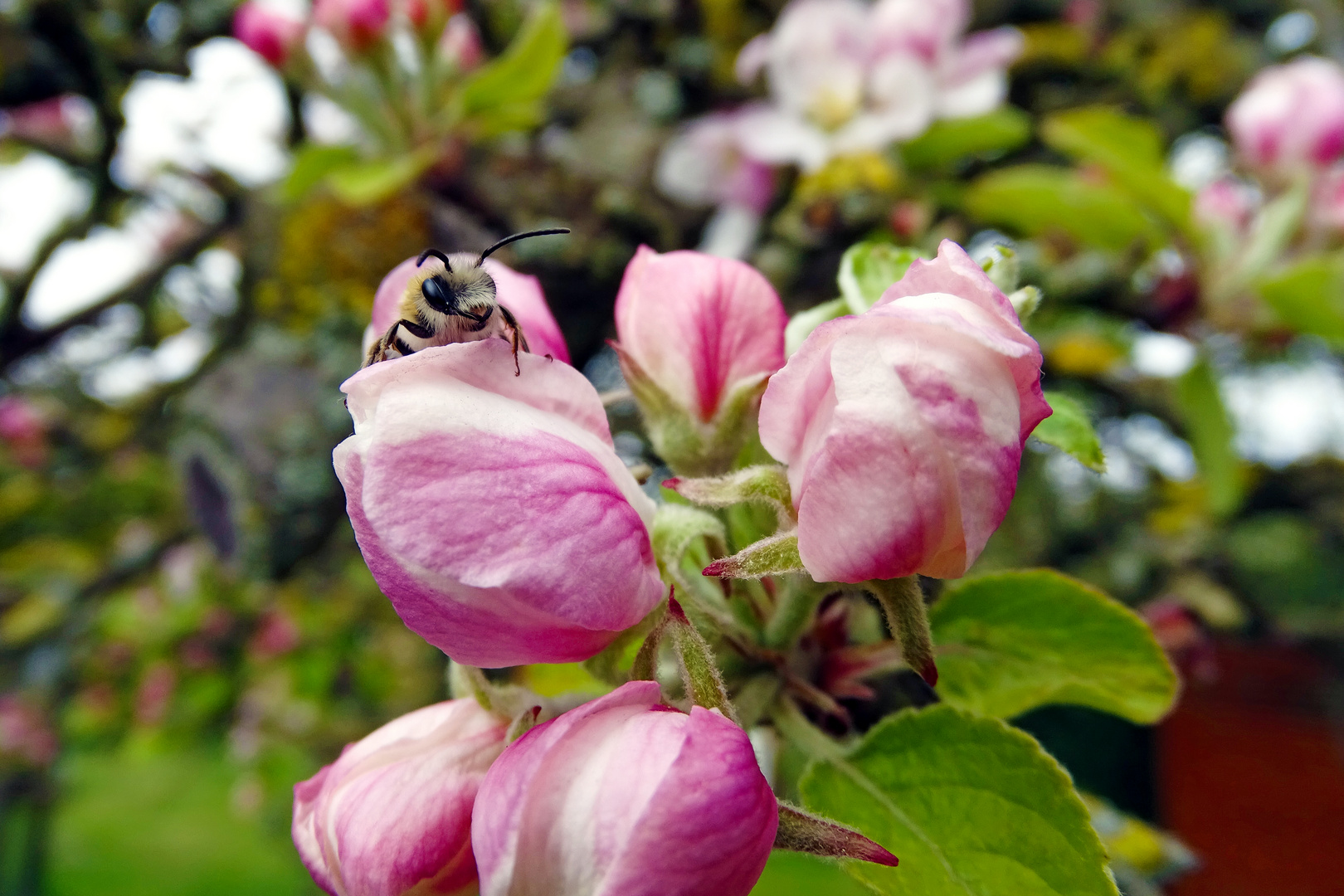 Apfelblüte im Garten