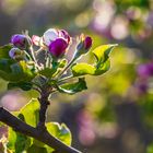 Apfelblüte im Gegenlicht