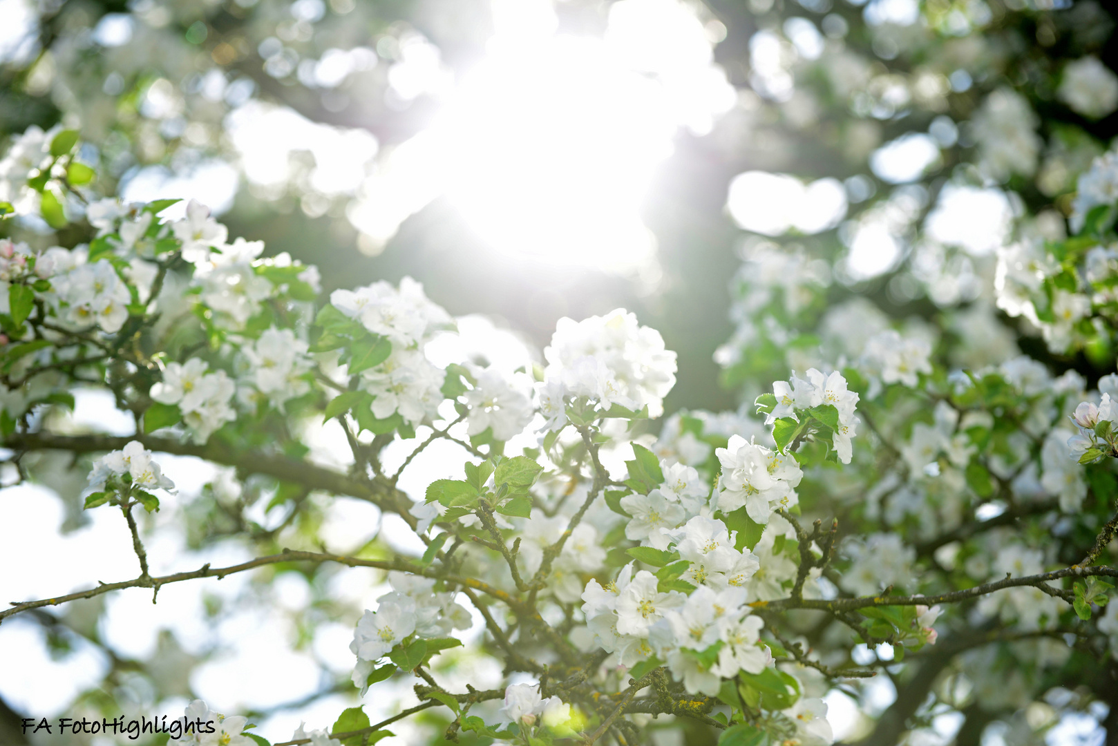 Apfelblüte im Gegenlicht