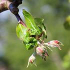 Apfelblüte im kommen ...