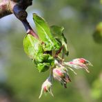 Apfelblüte im kommen ...