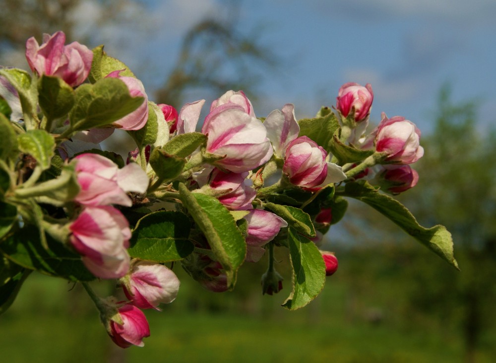 Apfelblüte im Mai 2008