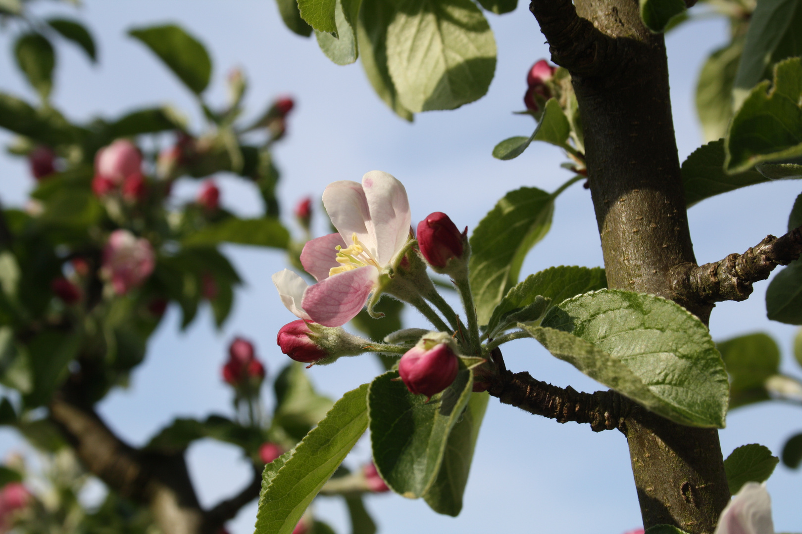 Apfelblüte im Mai - 2013