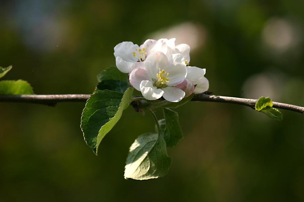 Apfelblüte im Mai