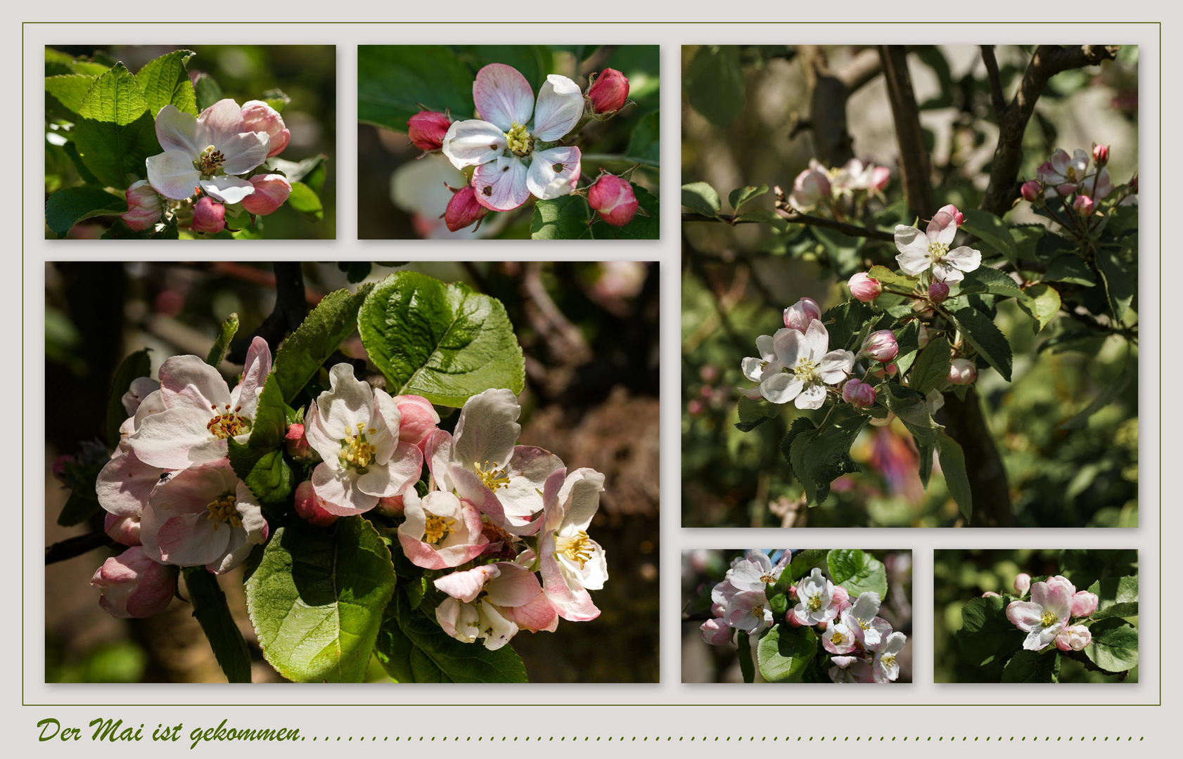 Apfelblüte im Mai