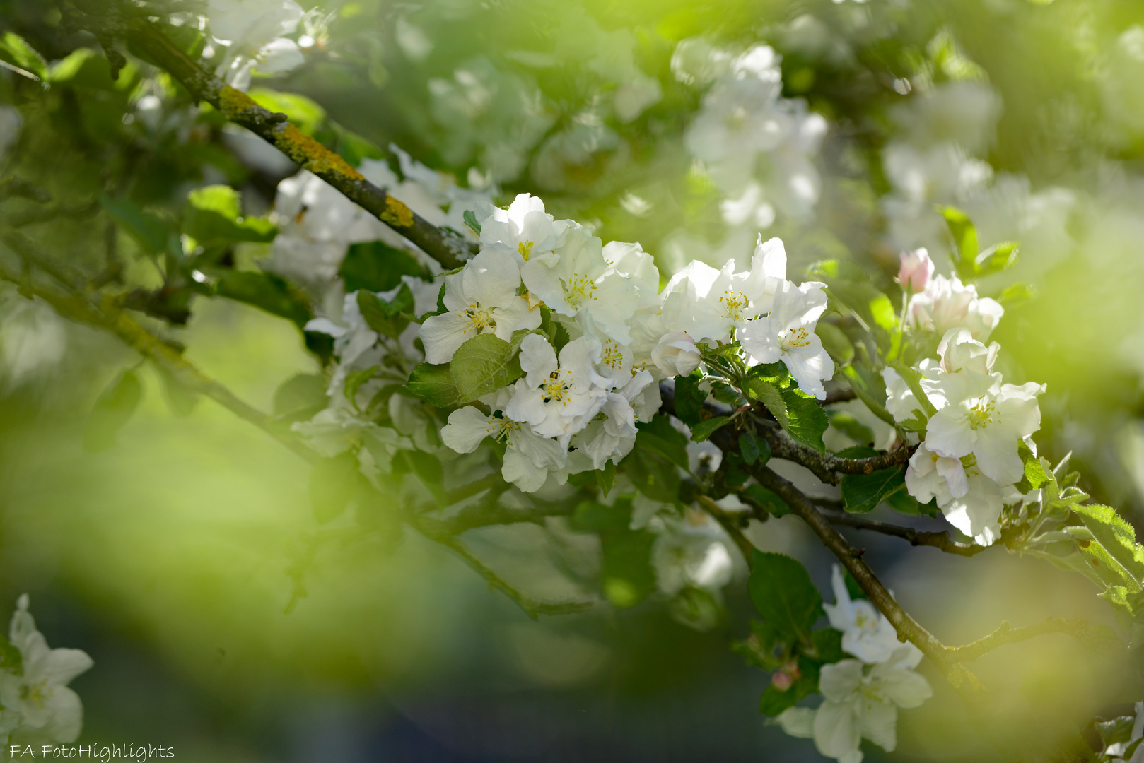 Apfelblüte im Morgenlicht