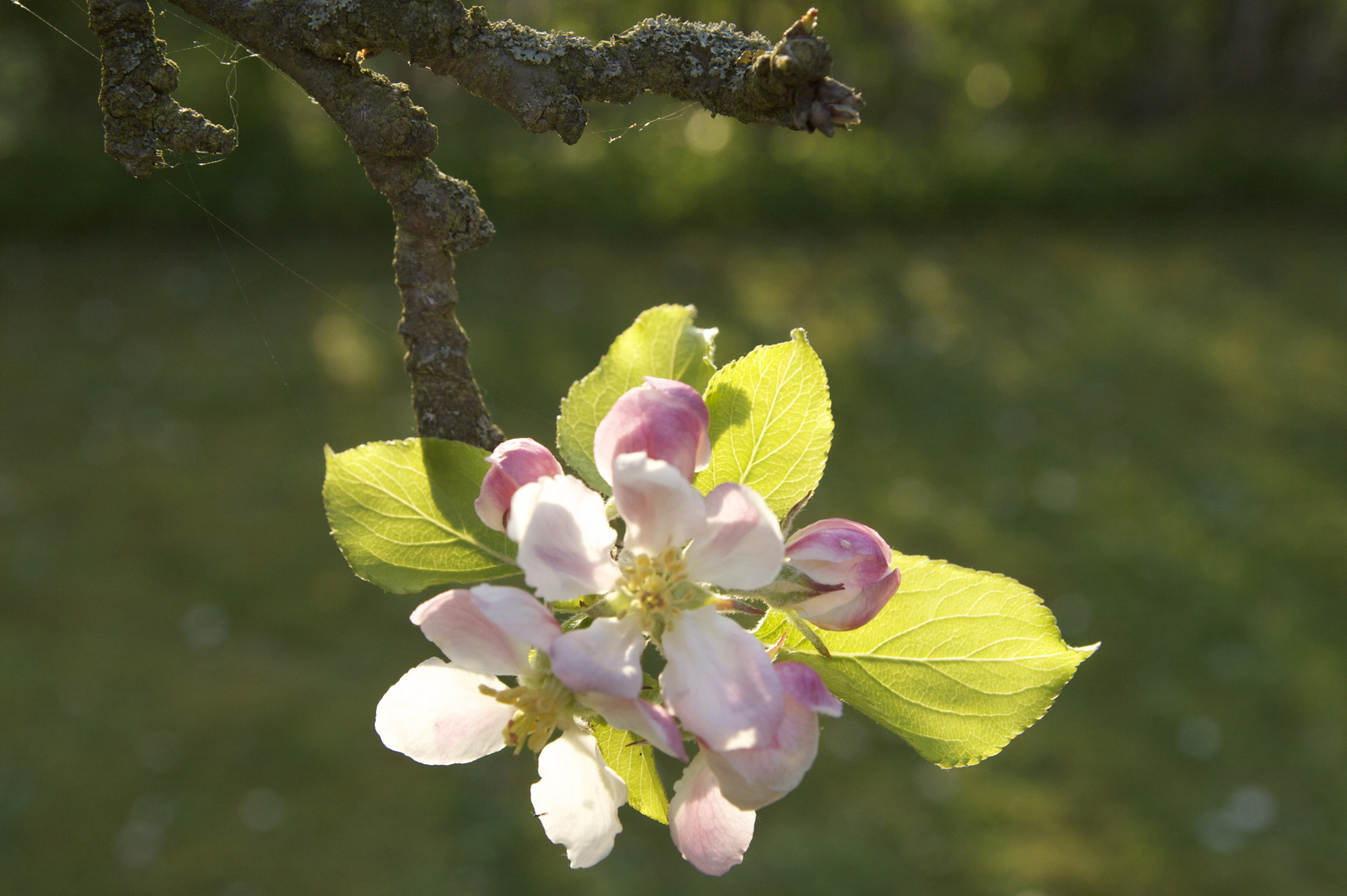 Apfelblüte im Norden