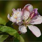 Apfelblüte im November