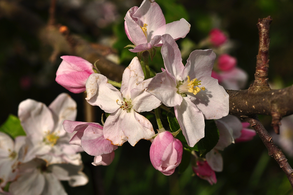 Apfelblüte im NSG Glauchau...........