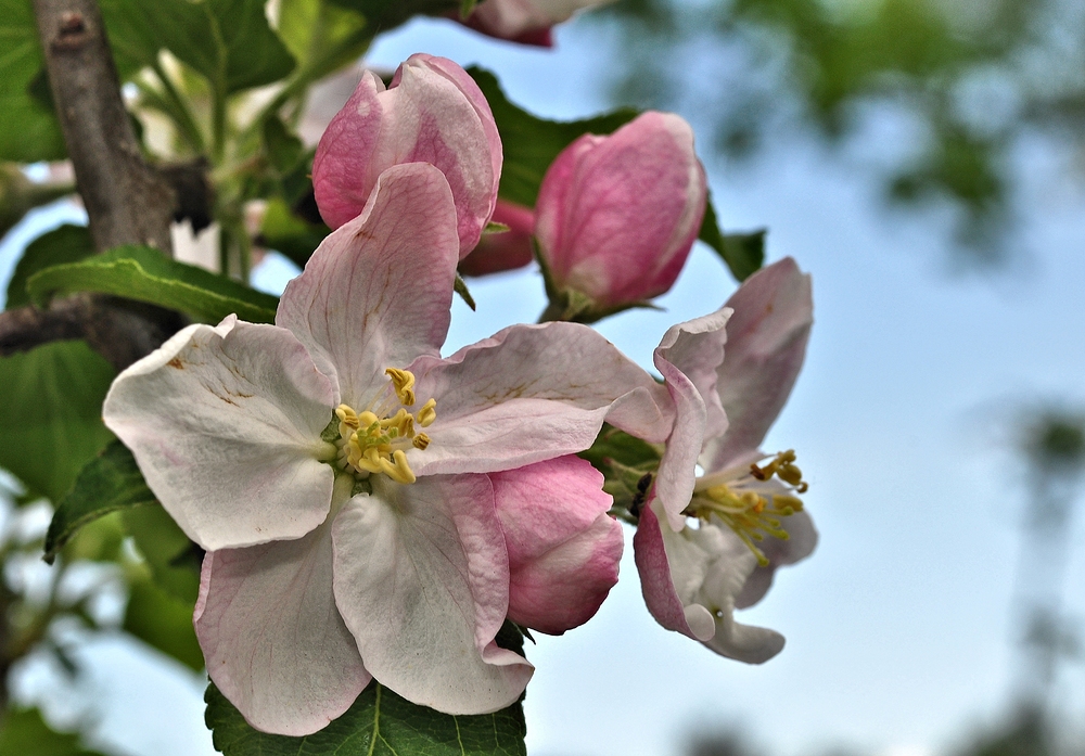 Apfelblüte im NSG Glauchau............