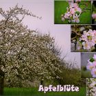 Apfelblüte im Odenwald 