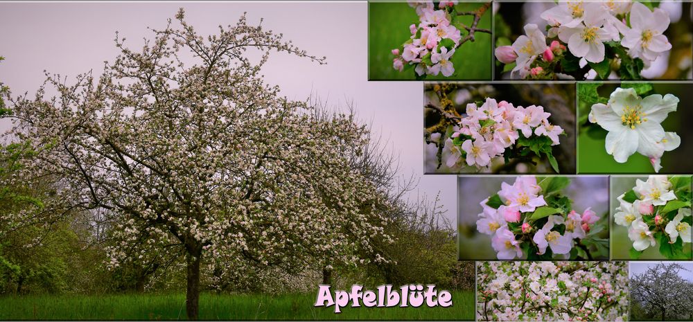 Apfelblüte im Odenwald 