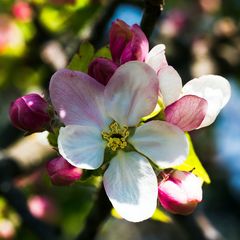 Apfelblüte im Quadrat