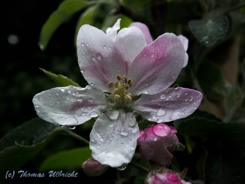 Apfelblüte im Regen