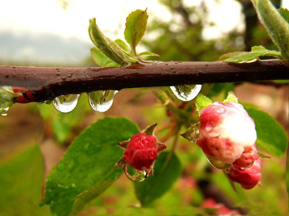 Apfelblüte im Regen