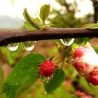 Apfelblüte im Regen