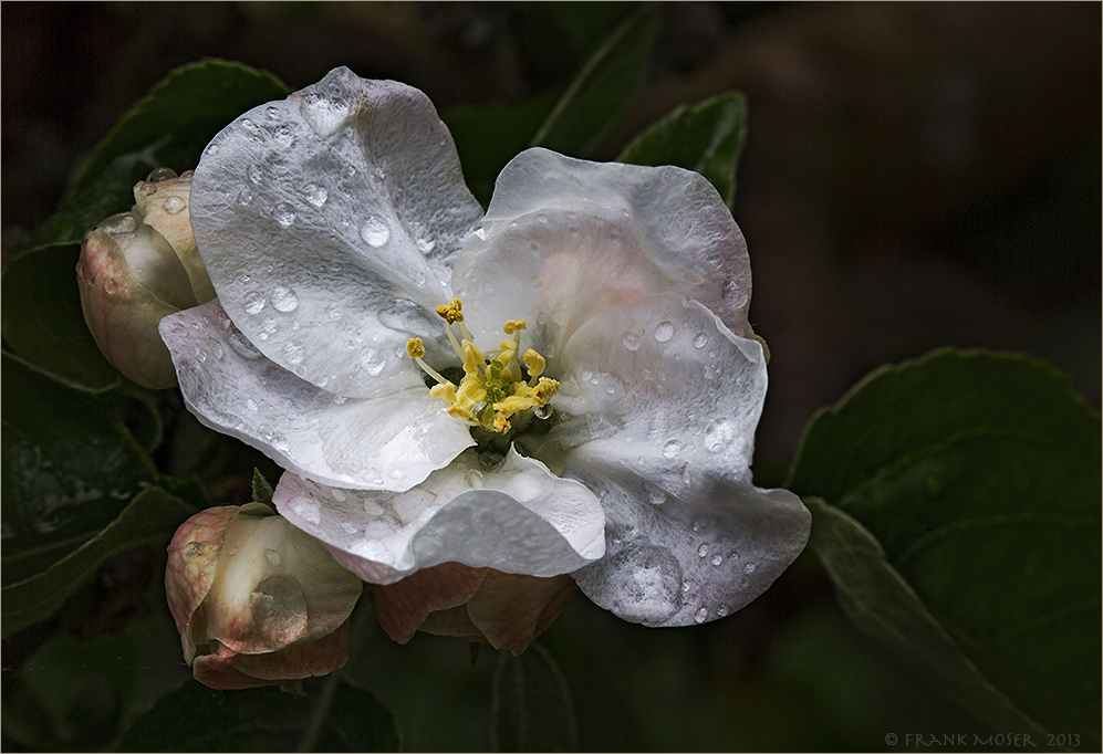 Apfelblüte im Regen