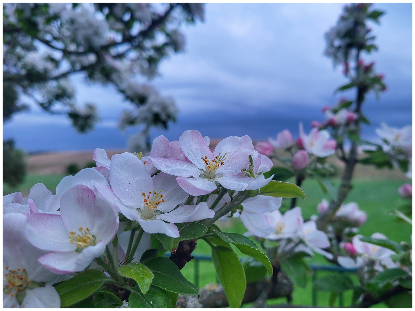 Apfelblüte im Regen - en passant #46