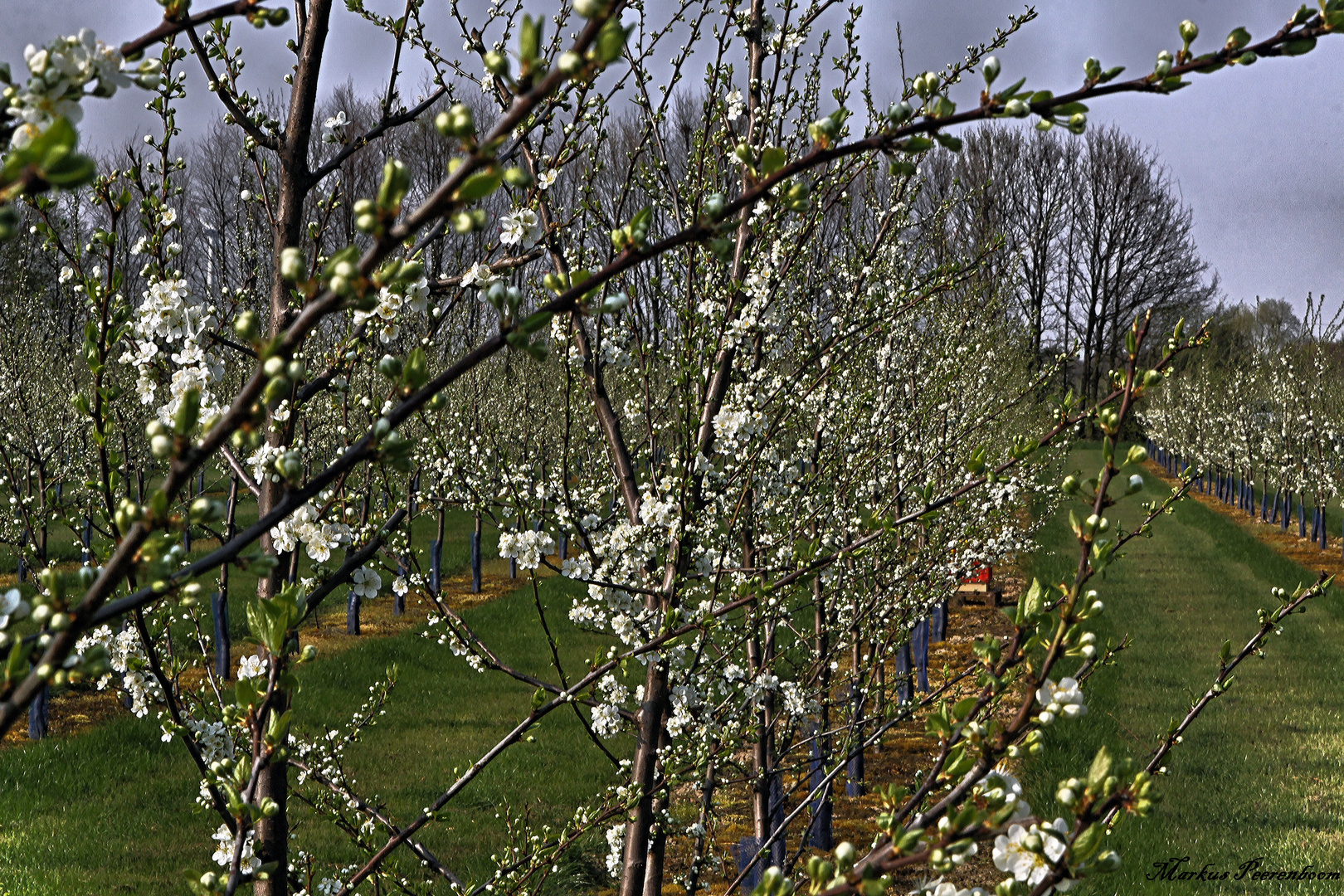 Apfelblüte im Rhein - Kreis - Neuss