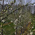 Apfelblüte im Rhein - Kreis - Neuss