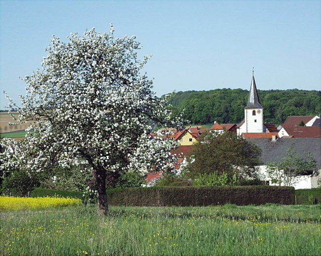 Apfelblüte im Riedbachtal ...