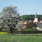 Apfelblüte im Riedbachtal ...