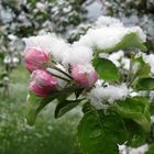 Apfelblüte im Schnee